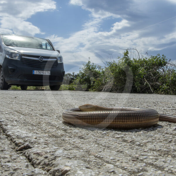 European Glass Lizard (Sheltopusik) on the road, Lesvos Island, Greece - Nature Stock Photo Agency