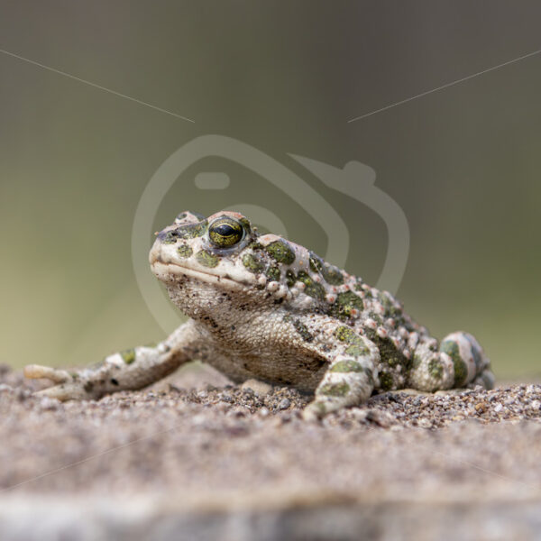 European green toad (Bufotes viridis) warming up on Lesvos, Greece - Nature Stock Photo Agency