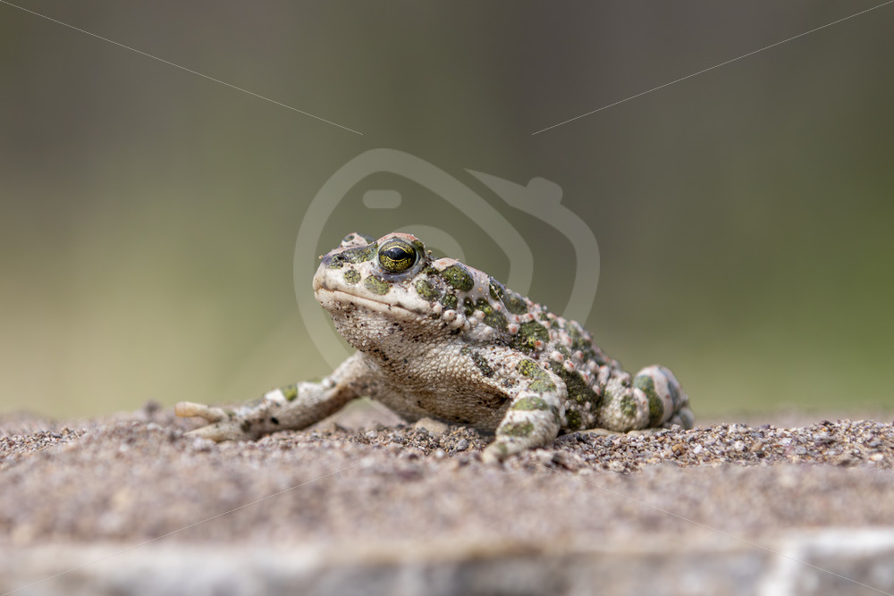 European green toad (Bufotes viridis) warming up on Lesvos, Greece - Nature Stock Photo Agency