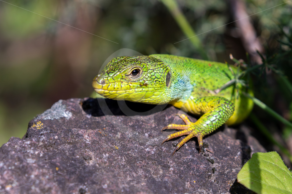 European male green lizard (Lacerta viridis) in Kalloni, Lesvos, Greece - Nature Stock Photo Agency