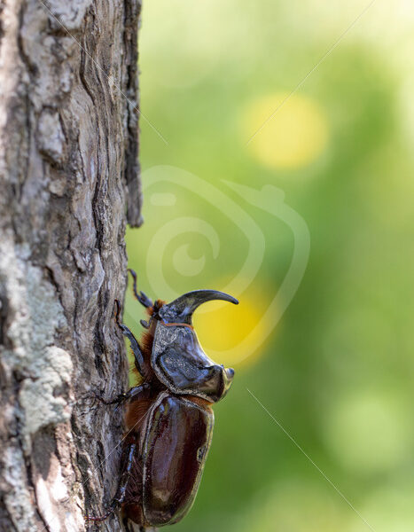 European rhinoceros beetle (Oryctes nasicornis) climbing on a trunk, Greece - Nature Stock Photo Agency