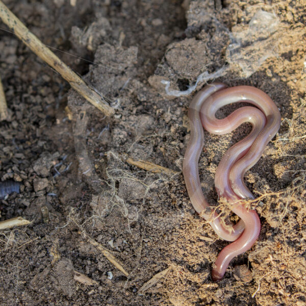 European worm snake or blind snake under a rock on Lesvos Island, Greece - Nature Stock Photo Agency