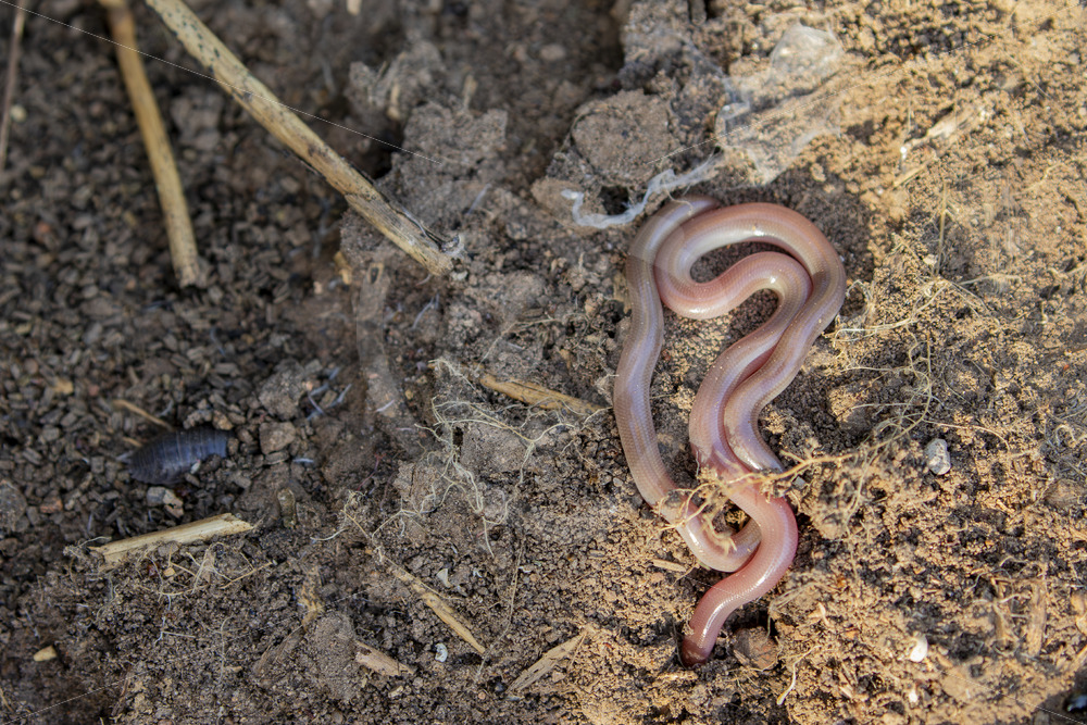 European worm snake or blind snake under a rock on Lesvos Island, Greece - Nature Stock Photo Agency