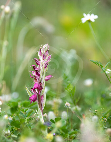 Flowering Holy orchid (Anacamptis sancta) on the island of Lesvos, Greece - Nature Stock Photo Agency