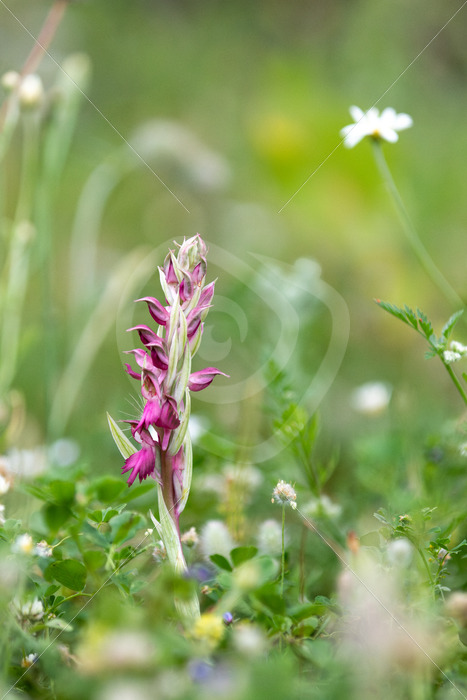 Flowering Holy orchid (Anacamptis sancta) on the island of Lesvos, Greece - Nature Stock Photo Agency