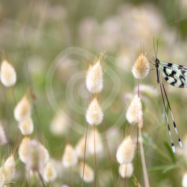 Grecian streamertail (Nemoptera coa) in a Meditteranean field, Lesvos, Greece - Nature Stock Photo Agency