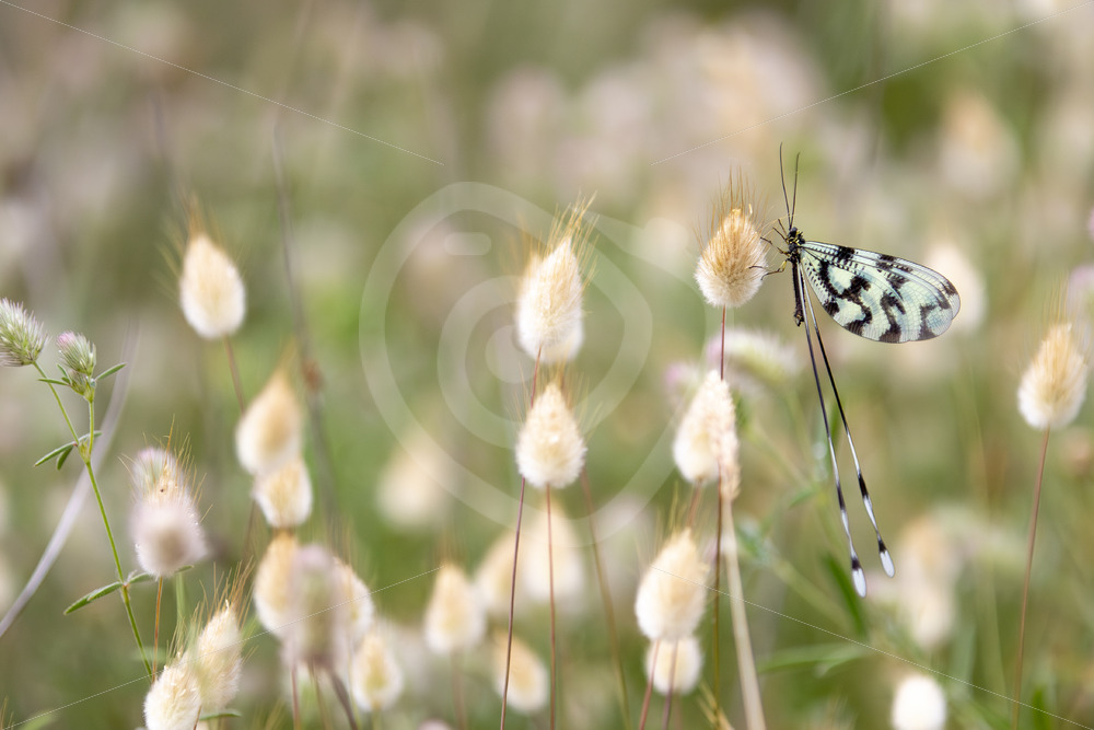 Grecian streamertail (Nemoptera coa) in a Meditteranean field, Lesvos, Greece - Nature Stock Photo Agency