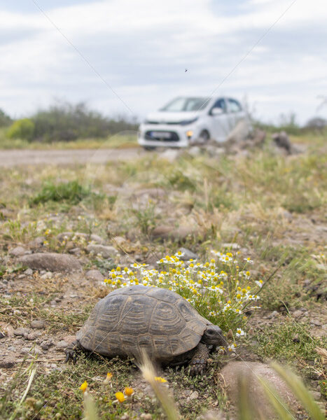 Greek tortoise (Testudo graeca) close by a road in Lesvos, Greece - Nature Stock Photo Agency