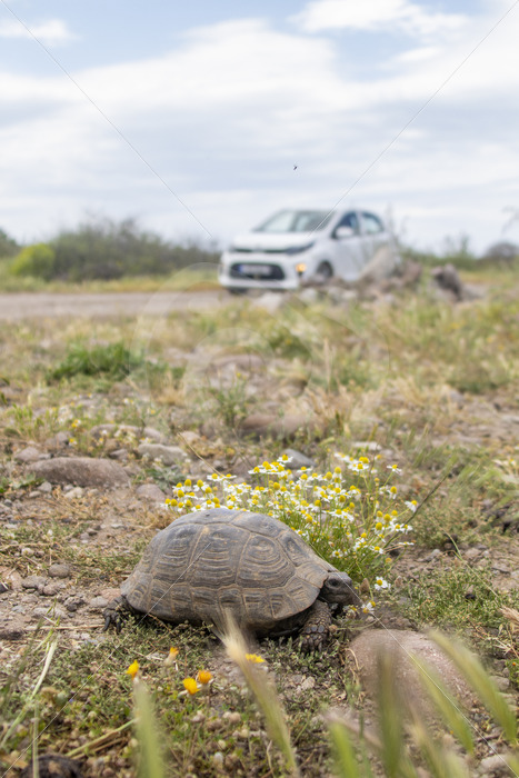 Greek tortoise (Testudo graeca) close by a road in Lesvos, Greece - Nature Stock Photo Agency