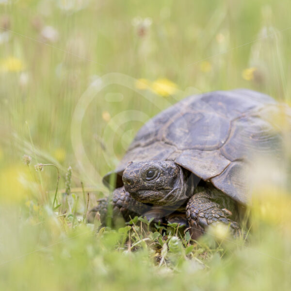 Greek tortoise (Testudo graeca) crossing a meadow with yellow flowers on Lesvos Island, Greece - Nature Stock Photo Agency