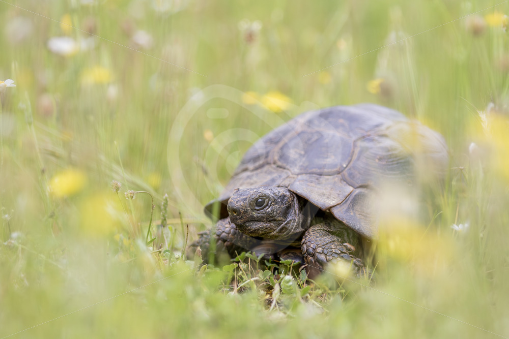 Greek tortoise (Testudo graeca) crossing a meadow with yellow flowers on Lesvos Island, Greece - Nature Stock Photo Agency