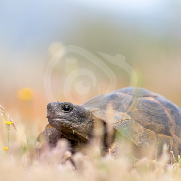 Greek tortoise (Testudo graeca) hangin around on Lesvos Island, Greece - Nature Stock Photo Agency