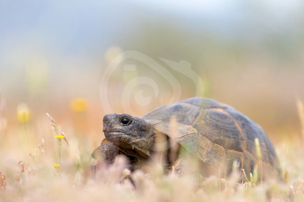 Greek tortoise (Testudo graeca) hangin around on Lesvos Island, Greece - Nature Stock Photo Agency