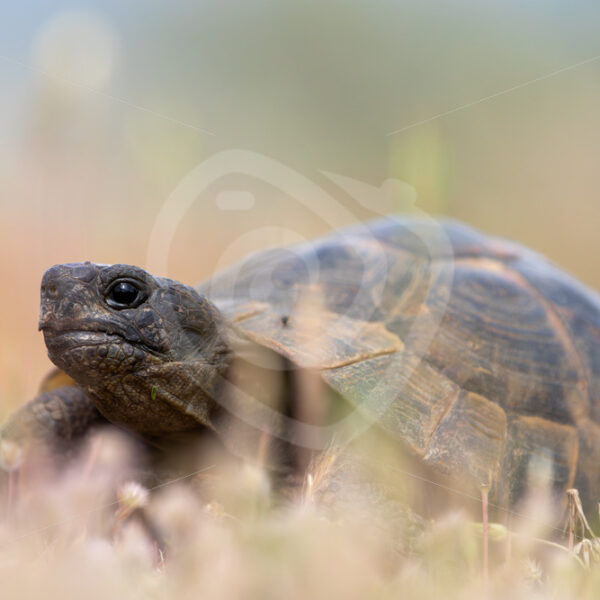 Greek tortoise (Testudo graeca) in a field on Lesvos Island, Greece - Nature Stock Photo Agency