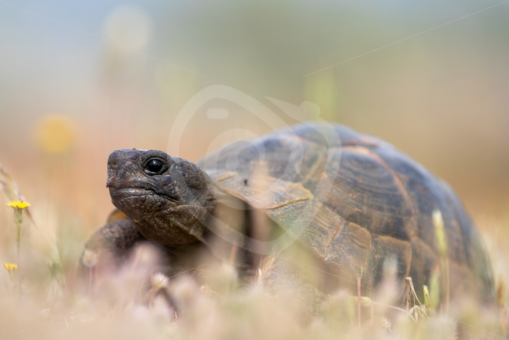 Greek tortoise (Testudo graeca) in a field on Lesvos Island, Greece - Nature Stock Photo Agency