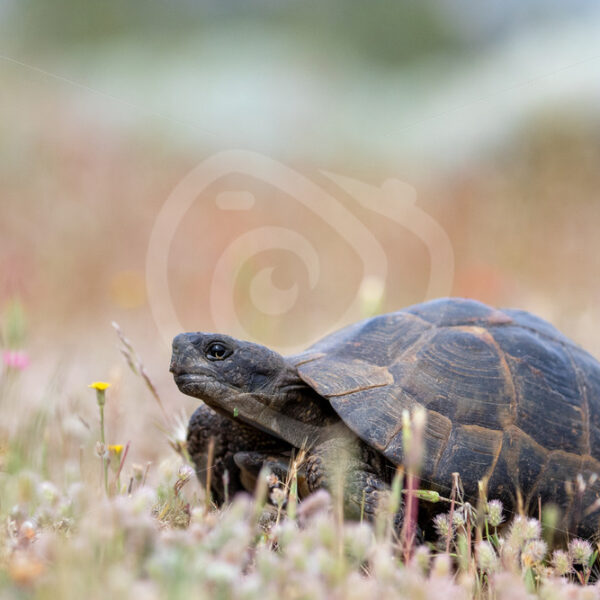 Greek tortoise (Testudo graeca) in field of flowers on Lesvos, Greece - Nature Stock Photo Agency