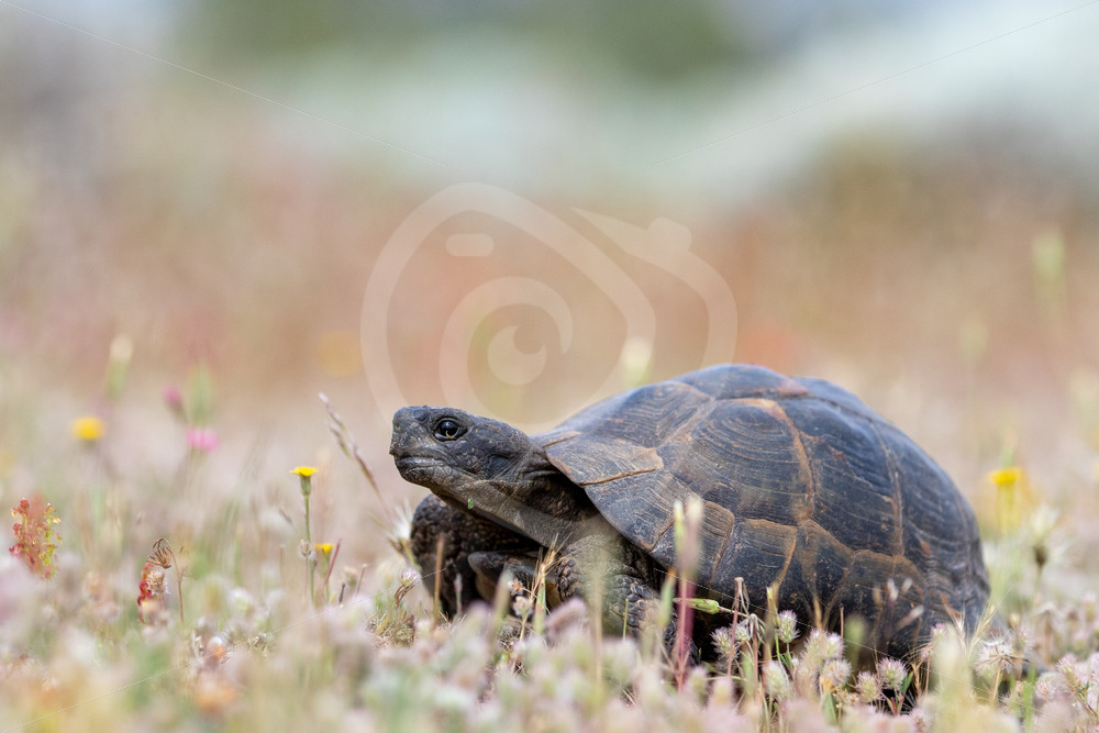 Greek tortoise (Testudo graeca) in field of flowers on Lesvos, Greece - Nature Stock Photo Agency