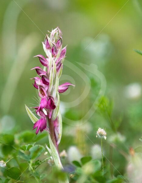 Holy orchid (Anacamptis sancta) on Lesvos, Greece - Nature Stock Photo Agency