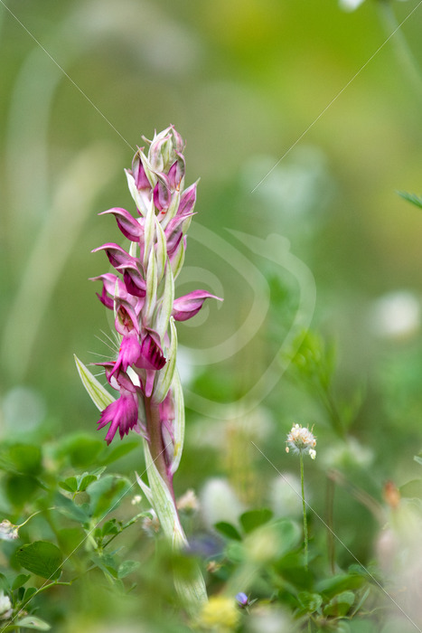 Holy orchid (Anacamptis sancta) on Lesvos, Greece - Nature Stock Photo Agency