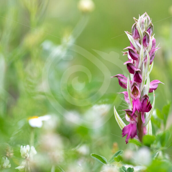 Holy orchid (Anacamptis sancta) on the island of Lesvos, Greece - Nature Stock Photo Agency