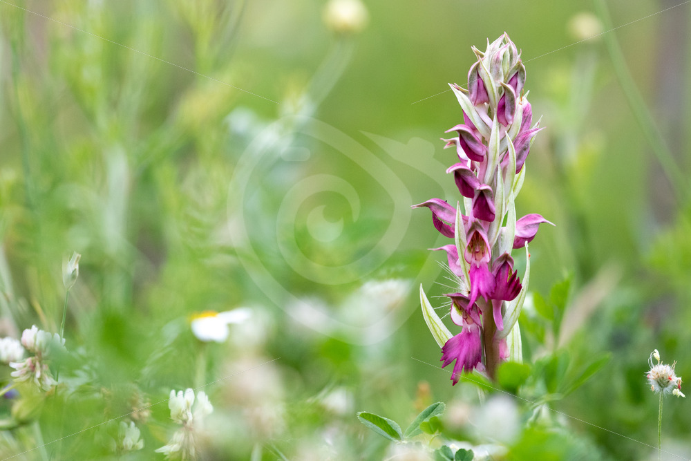 Holy orchid (Anacamptis sancta) on the island of Lesvos, Greece - Nature Stock Photo Agency
