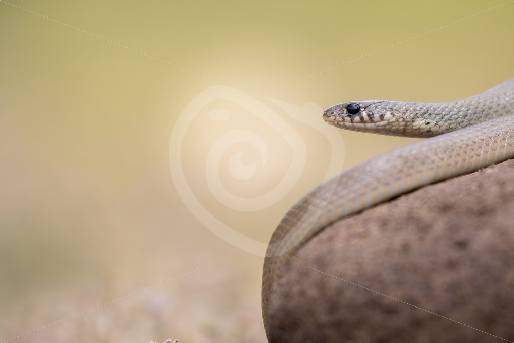 Light Ring-Headed Dwarf Snake on the island of Lesvos, Greece - Nature Stock Photo Agency