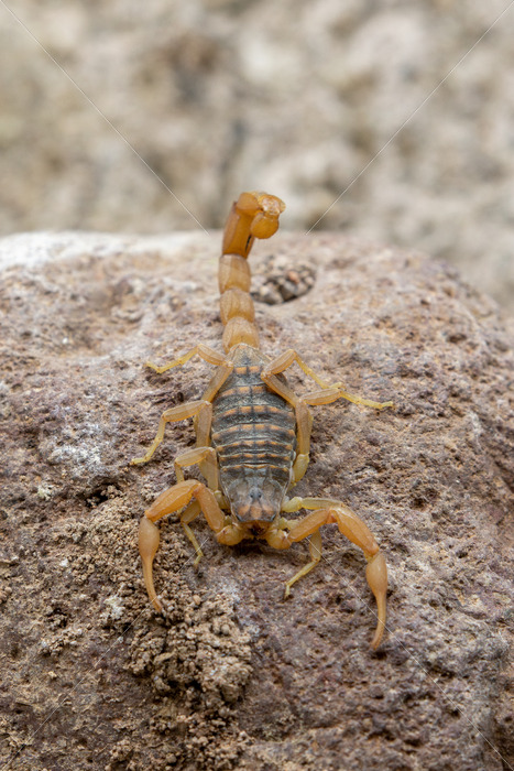 Mediterranean Checkered Scorpion in Lesvos, Greece - Nature Stock Photo Agency
