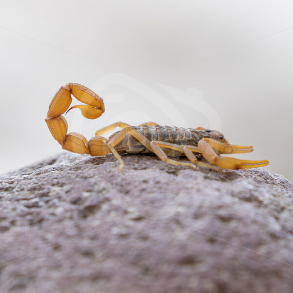 Mediterranean Checkered Scorpion (Mesobuthus gibbosus) on a rock in Lesvos, Greece - Nature Stock Photo Agency