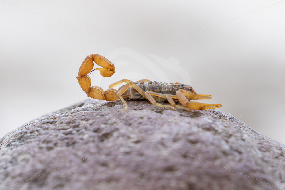 Mediterranean Checkered Scorpion (Mesobuthus gibbosus) on a rock in Lesvos, Greece - Nature Stock Photo Agency