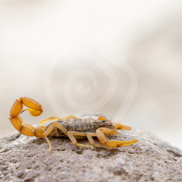Mediterranean Checkered Scorpion (Mesobuthus gibbosus) on a rock in Lesvos Island, Greece - Nature Stock Photo Agency