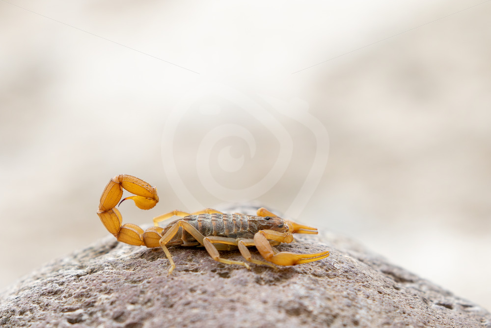 Mediterranean Checkered Scorpion (Mesobuthus gibbosus) on a rock in Lesvos Island, Greece - Nature Stock Photo Agency