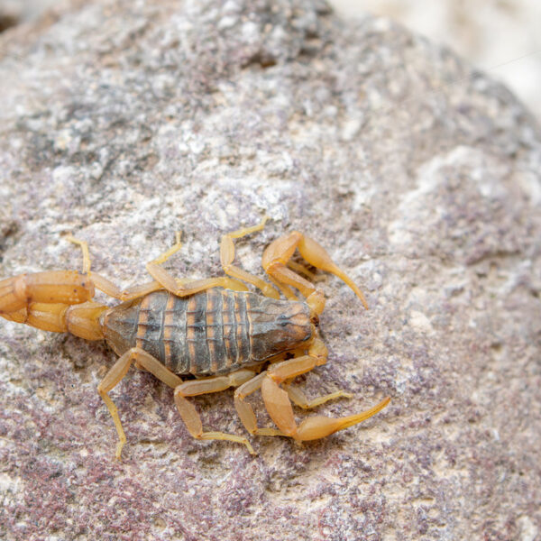 Mediterranean Checkered Scorpion on a rock in Lesvos, Greece - Nature Stock Photo Agency