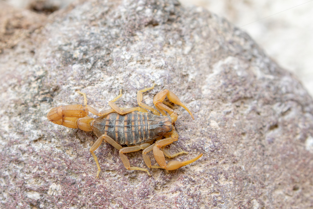 Mediterranean Checkered Scorpion on a rock in Lesvos, Greece - Nature Stock Photo Agency