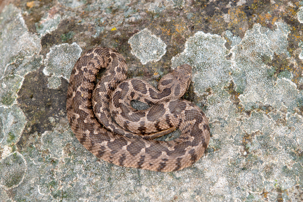 Near East viper (Montivipera xanthina) on a typical rock, warming up, Lesvos, Greece - Nature Stock Photo Agency