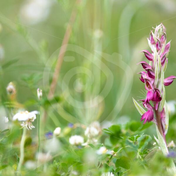 Orchis Sancta (Anacamptis sancta) on the island of Lesvos, Greece - Nature Stock Photo Agency