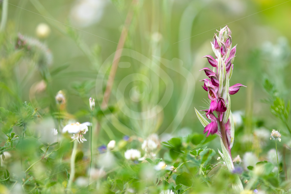 Orchis Sancta (Anacamptis sancta) on the island of Lesvos, Greece - Nature Stock Photo Agency