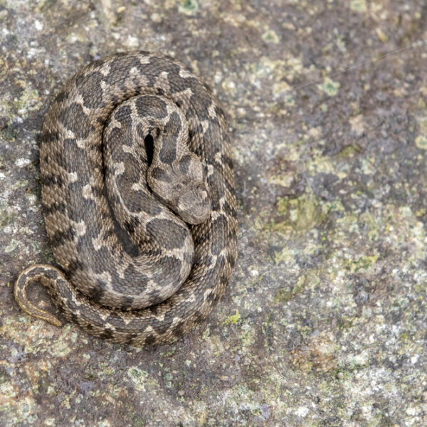 Ottoman viper (Daboia xanthina) from above, Kalloni, Lesvos, Greece - Nature Stock Photo Agency