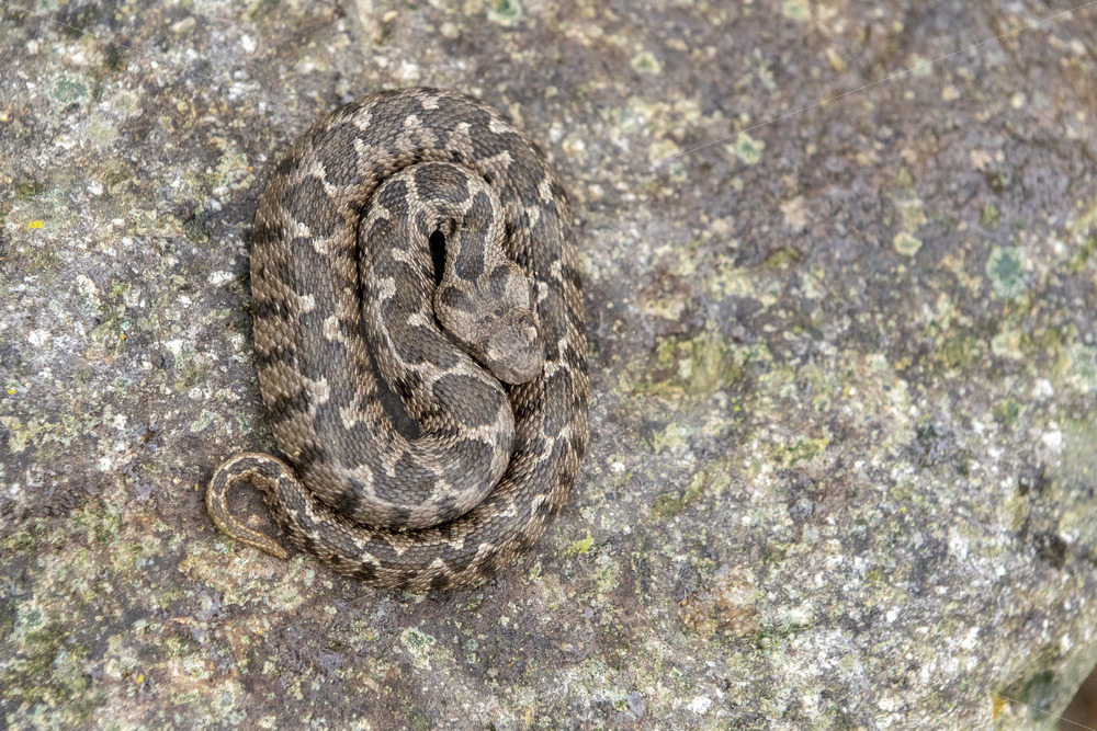 Ottoman viper (Daboia xanthina) from above, Kalloni, Lesvos, Greece - Nature Stock Photo Agency