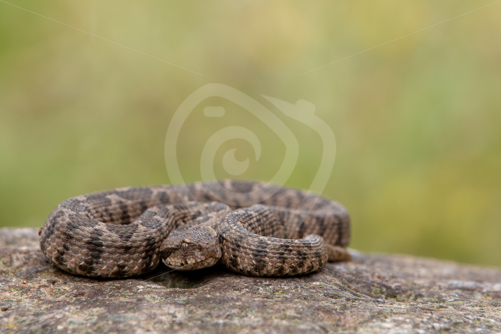 Ottoman viper (Daboia xanthina) on a rock in Lesvos, Greece - Nature Stock Photo Agency