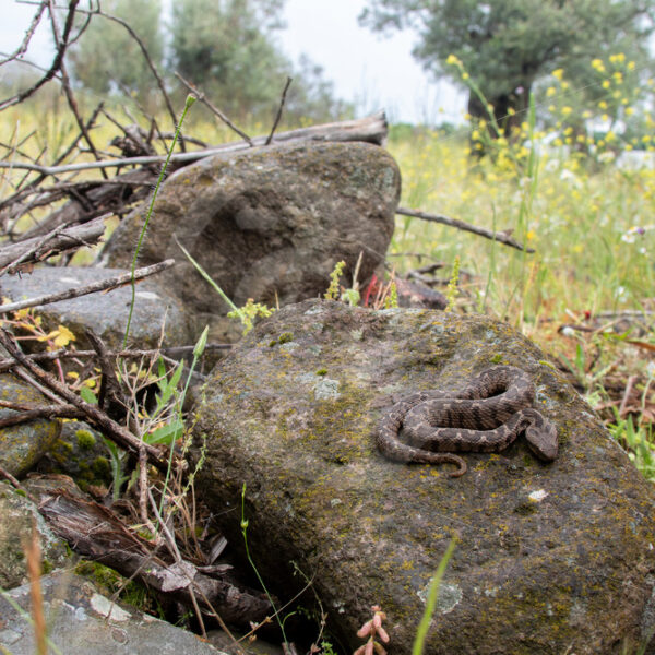 Ottoman viper in its natural habitat on the island of Lesbos, Greece - Nature Stock Photo Agency