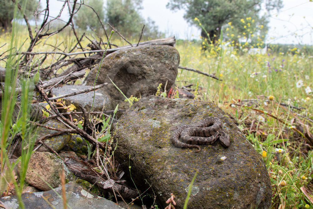 Ottoman viper in its natural habitat on the island of Lesbos, Greece - Nature Stock Photo Agency