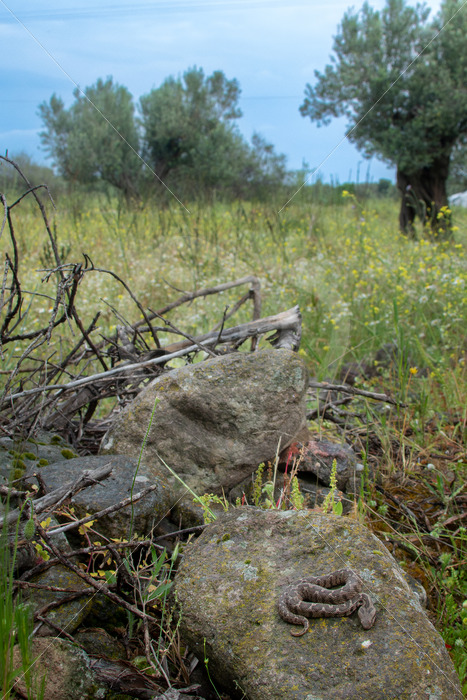Ottoman viper (Montivipera xanthina) in its natural habitat on the island of Lesbos, Greece - Nature Stock Photo Agency