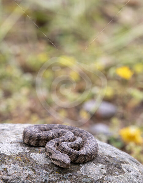Ottoman viper ( Montivipera xanthina) on the Greek Island of Lesvos, Greece - Nature Stock Photo Agency