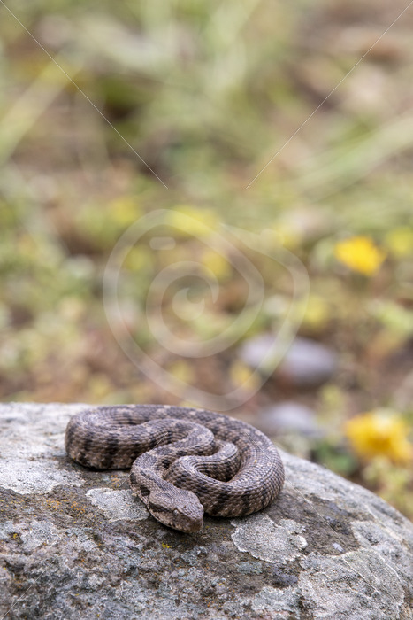 Ottoman viper ( Montivipera xanthina) on the Greek Island of Lesvos, Greece - Nature Stock Photo Agency