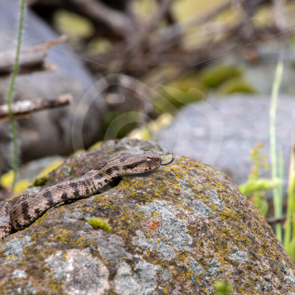 Ottoman viper (Montivipera xanthina) on the island of Lesbos, Greece - Nature Stock Photo Agency