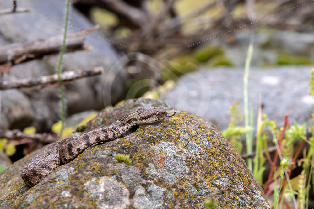Ottoman viper (Montivipera xanthina) on the island of Lesbos, Greece - Nature Stock Photo Agency