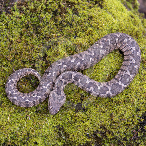 Ottoman viper (Montivipera xanthina) resting on a rock full of moss, Lesvos, Greece - Nature Stock Photo Agency