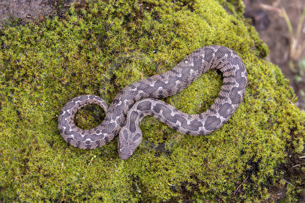Ottoman viper (Montivipera xanthina) resting on a rock full of moss, Lesvos, Greece - Nature Stock Photo Agency