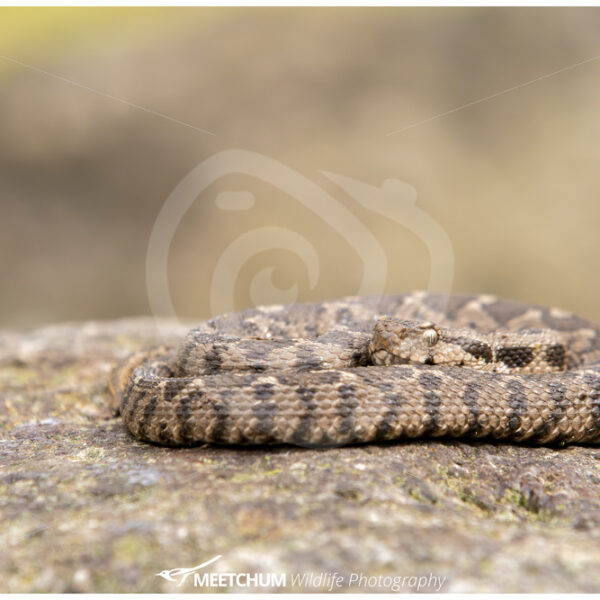 Ottoman viper or rock viper (Daboia xanthina) on a rock in Lesvos, Greece - Nature Stock Photo Agency