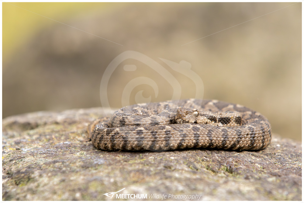 Ottoman viper or rock viper (Daboia xanthina) on a rock in Lesvos, Greece - Nature Stock Photo Agency